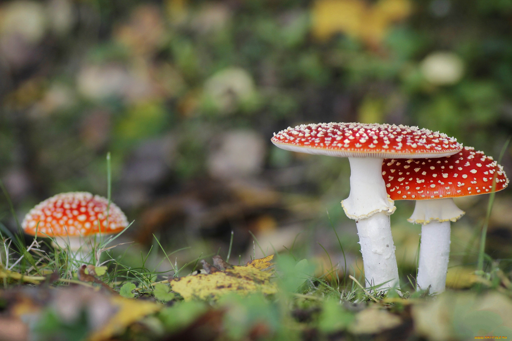 Гриб 17. Гриб Amanita argentea. Мухомор помощник животных. Amanita muscaria, poisonous Mushroom in Green Moss. Мухоморы распечатать грибочки.